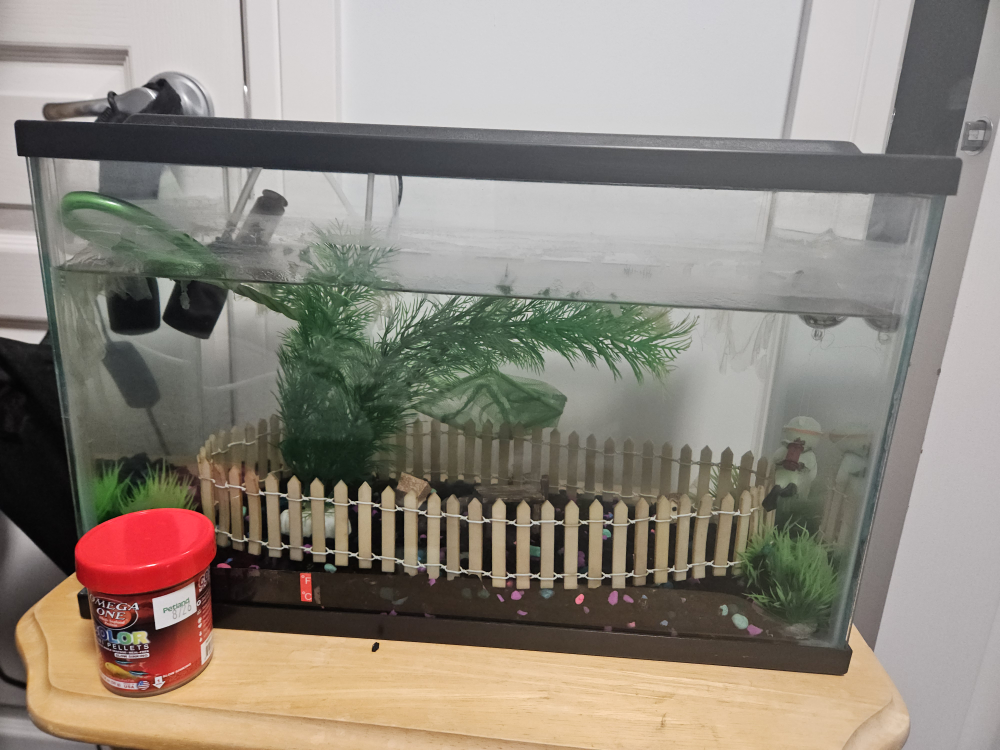 Small Fish Tank with Accessories