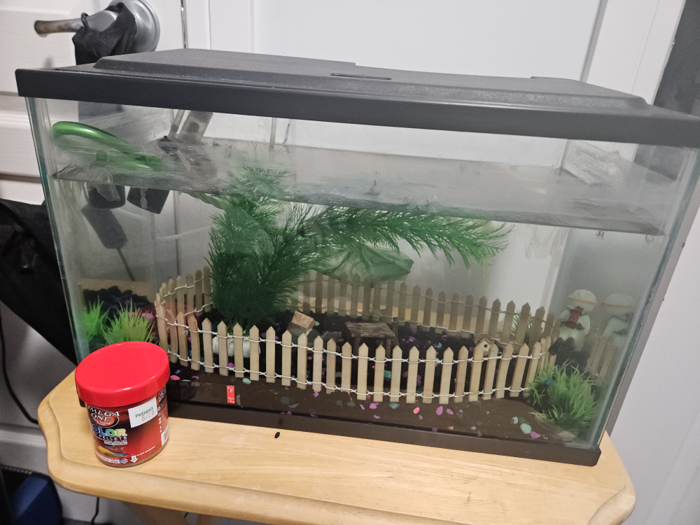 Small Fish Tank with Accessories - photo 2