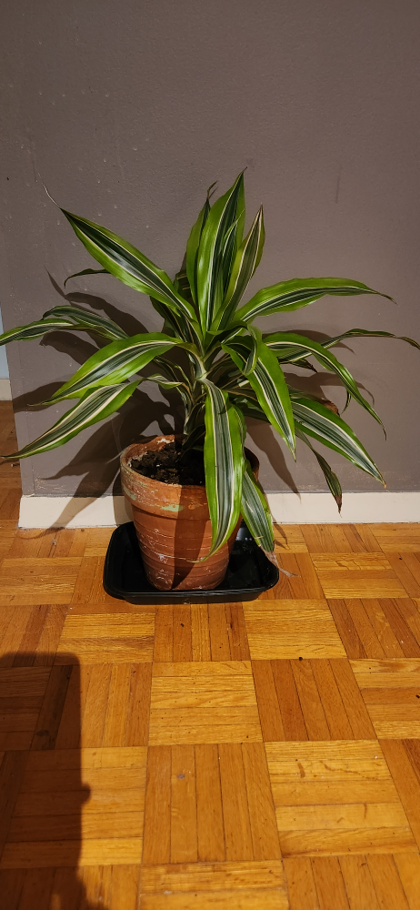 Dracaena marginata plant in terracotta pot