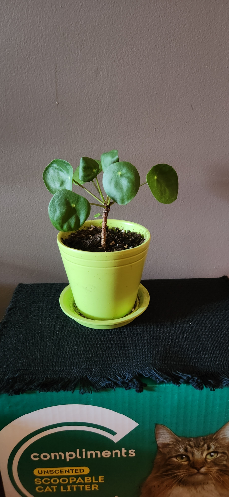 Small Pilea or Chinese Money Plant in Lime Green Pot