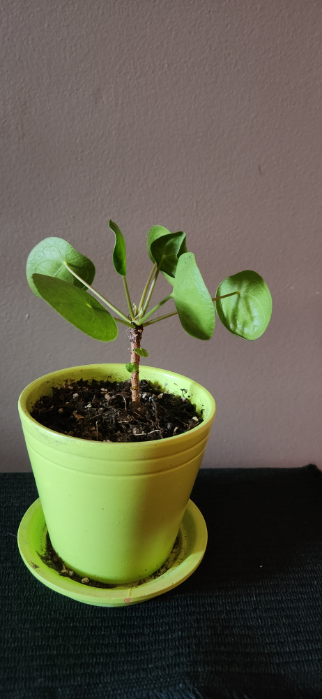 Small Pilea or Chinese Money Plant in Lime Green Pot - photo 2