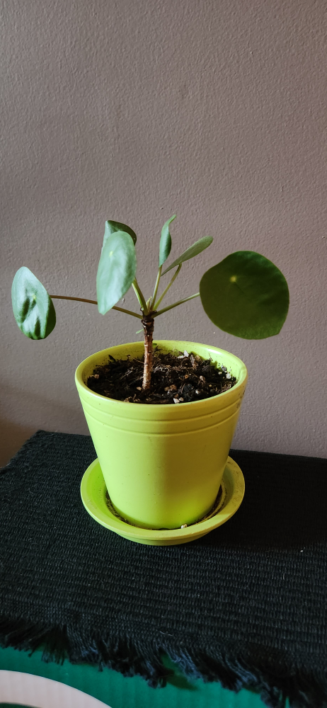 Small Pilea or Chinese Money Plant in Lime Green Pot - photo 3