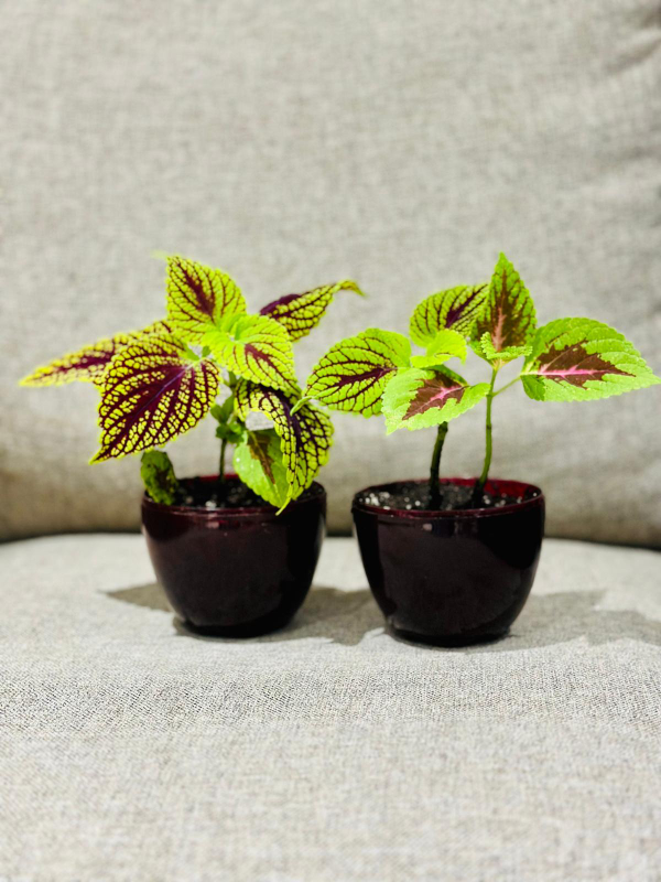 Coleus Plants - photo 2