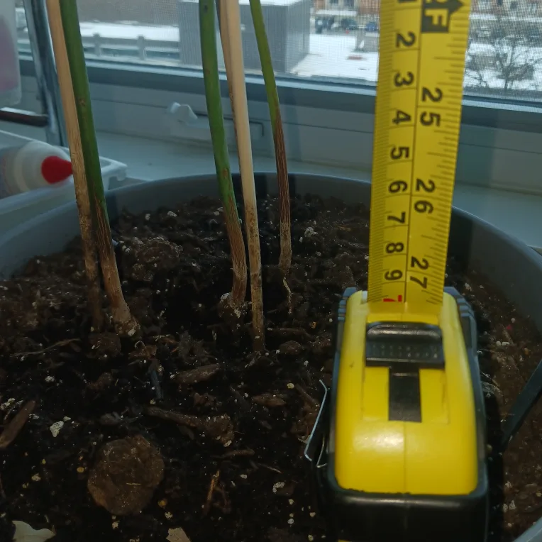 🧡 🌴🌞 healthy growing Avocado trees (3) image indicator(3)