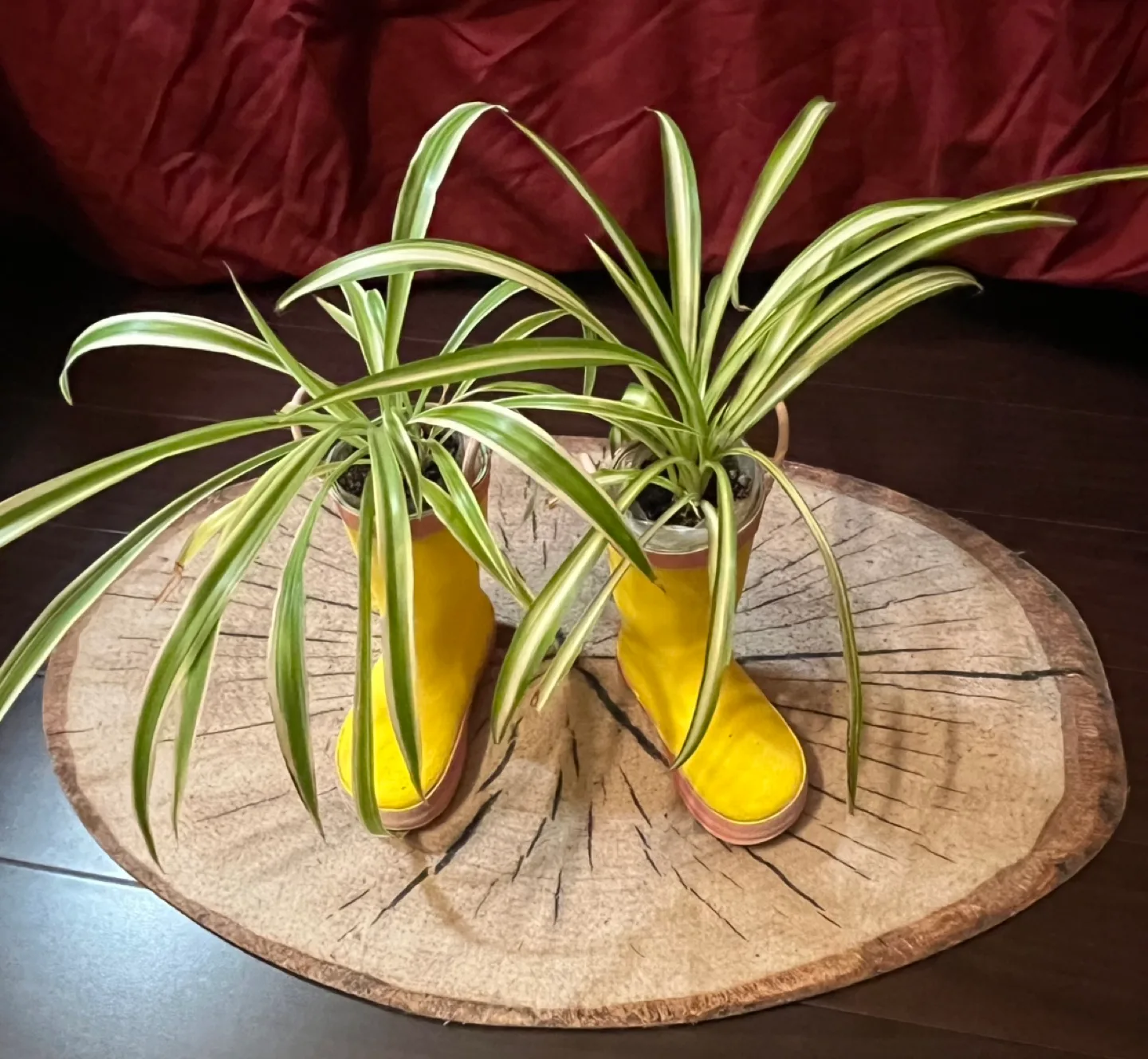 Adorable Spider Plants in Yellow Rain Boots Planters image indicator(3)