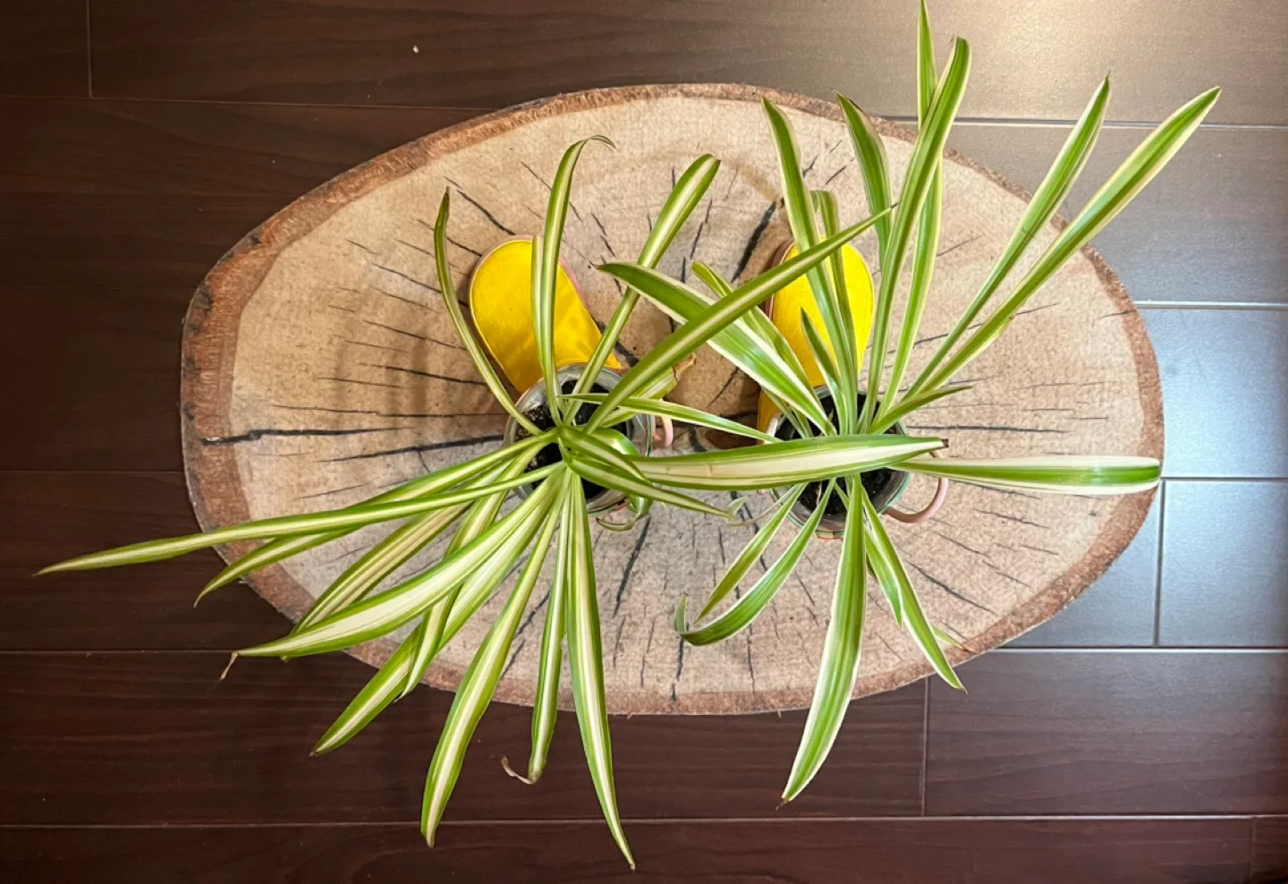Adorable Spider Plants in Yellow Rain Boots Planters image indicator(2)