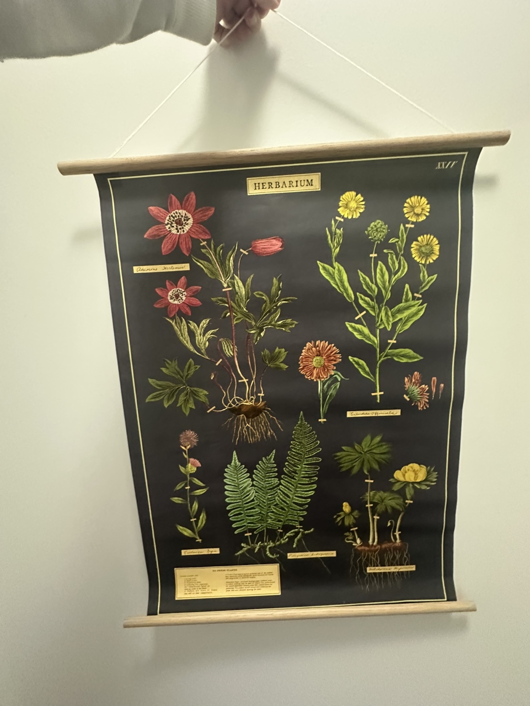 Botanical Wall Hanging #freecycle