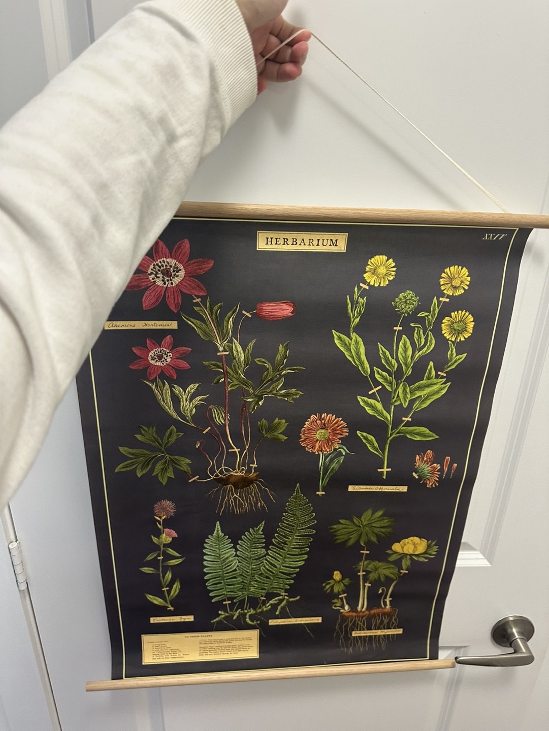 Botanical Wall Hanging #freecycle - photo 2