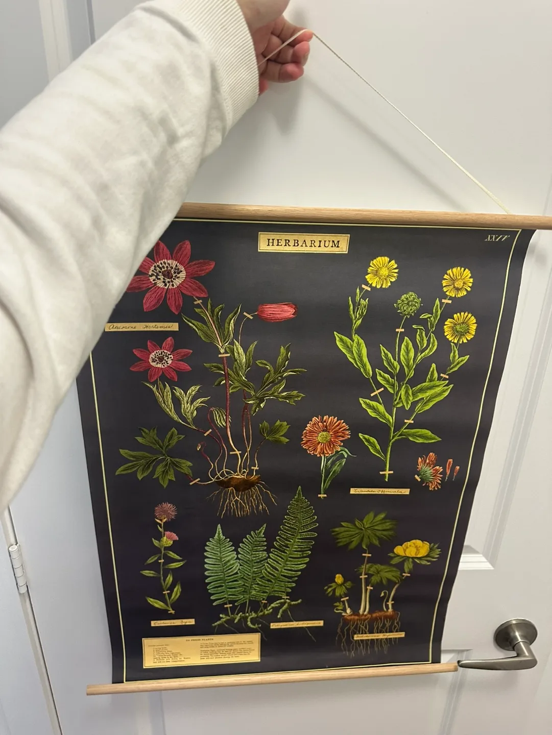 Botanical Wall Hanging #freecycle image indicator(2)