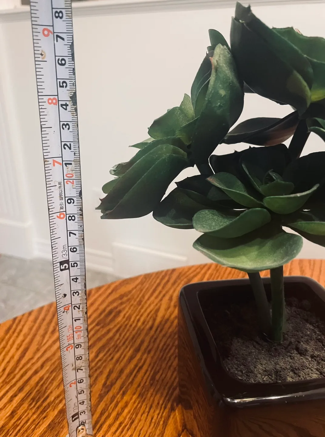 Artificial Succulent Plant in Black Pot image indicator(4)