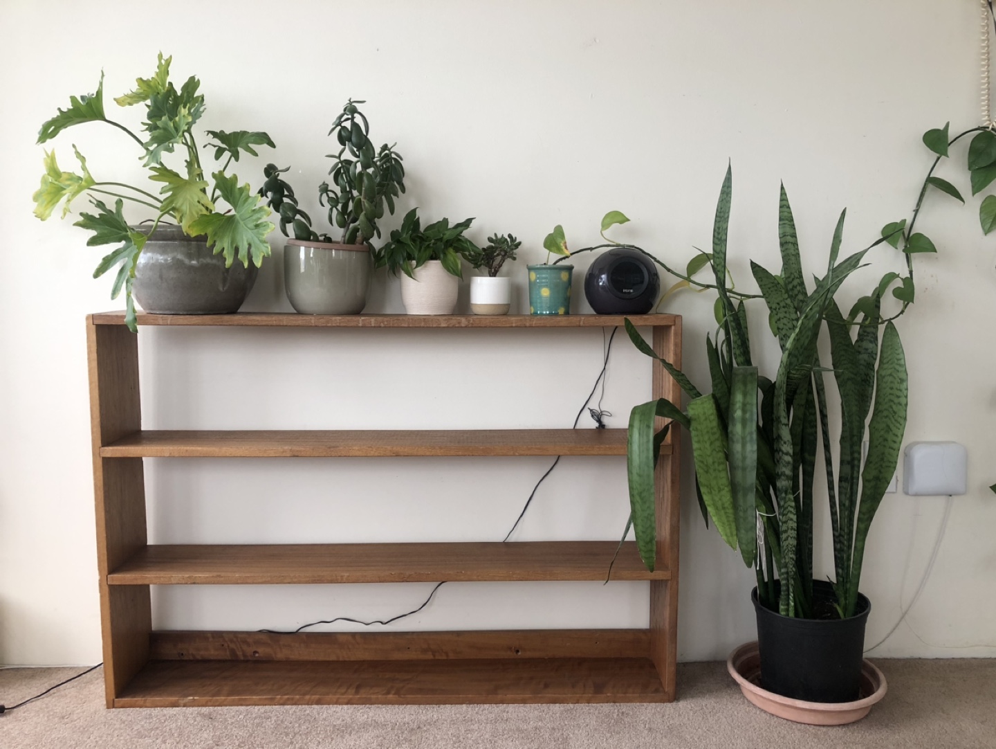 Shelf