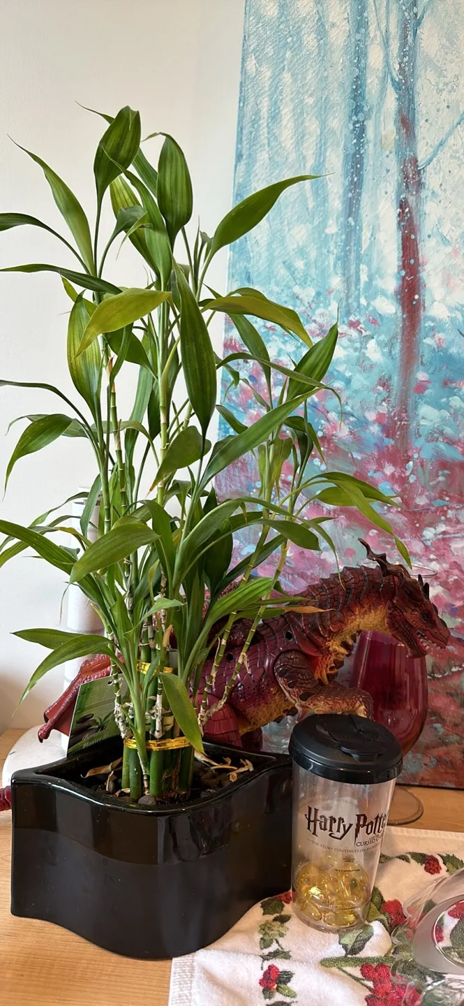 Lucky Bamboo Plant in Black Planter image indicator(4)