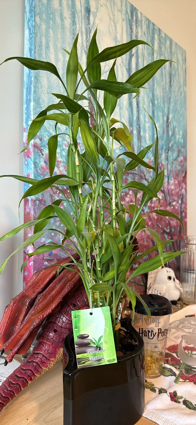 Lucky Bamboo Plant in Black Planter image indicator(5)