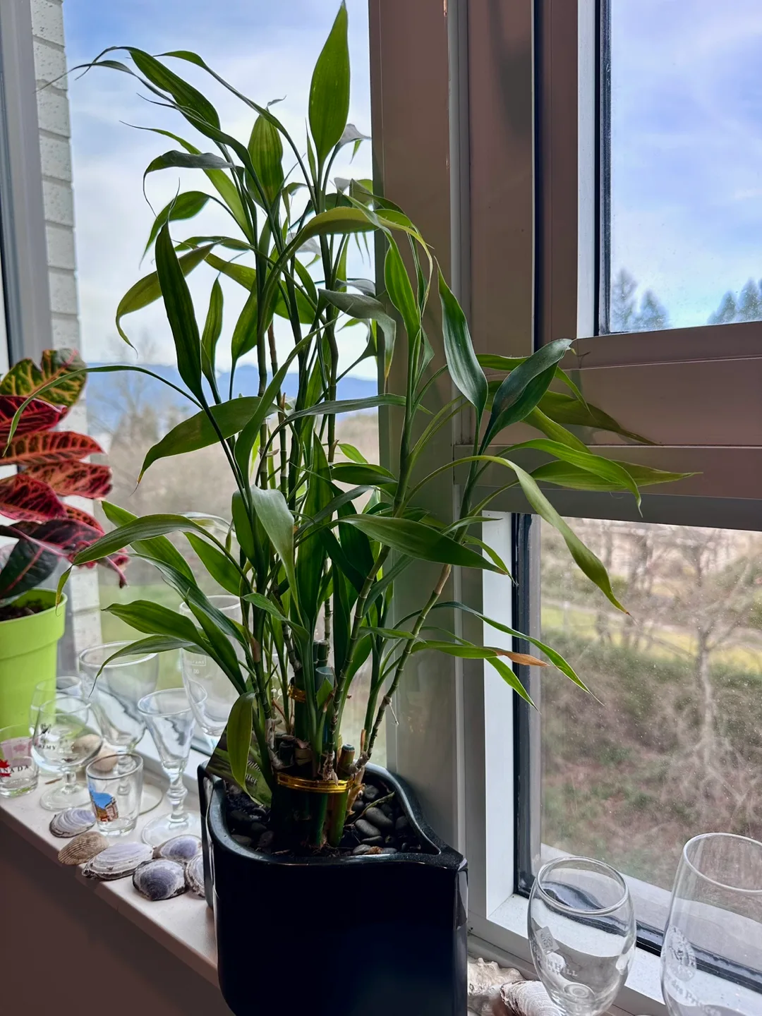 Lucky Bamboo Plant in Black Planter image indicator(3)