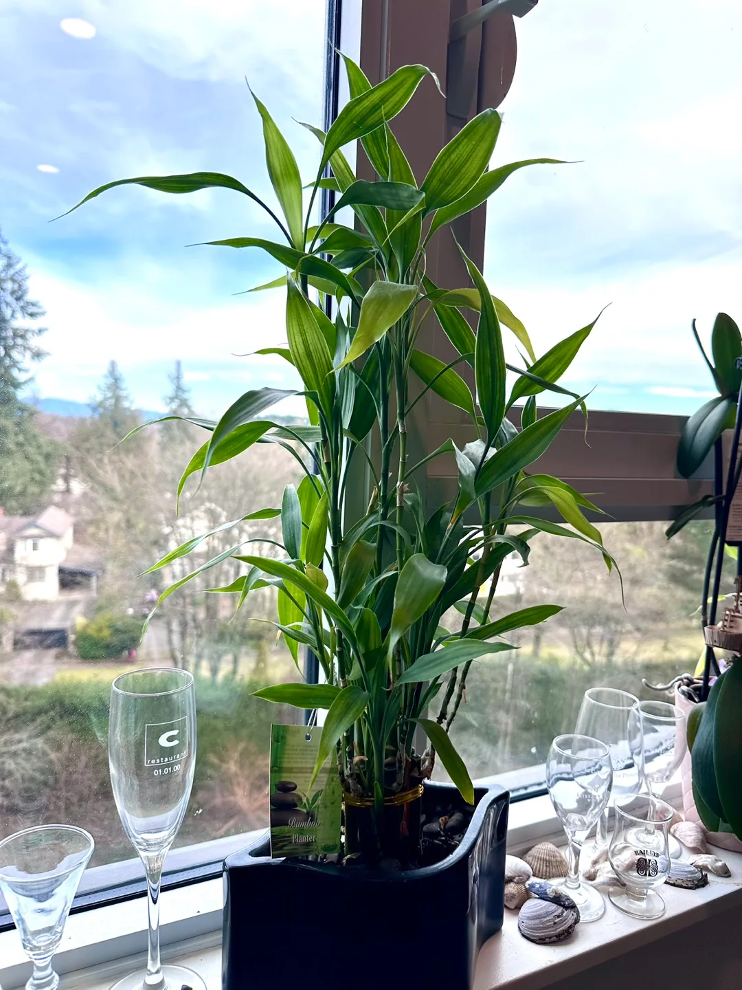 Lucky Bamboo Plant in Black Planter image indicator(2)