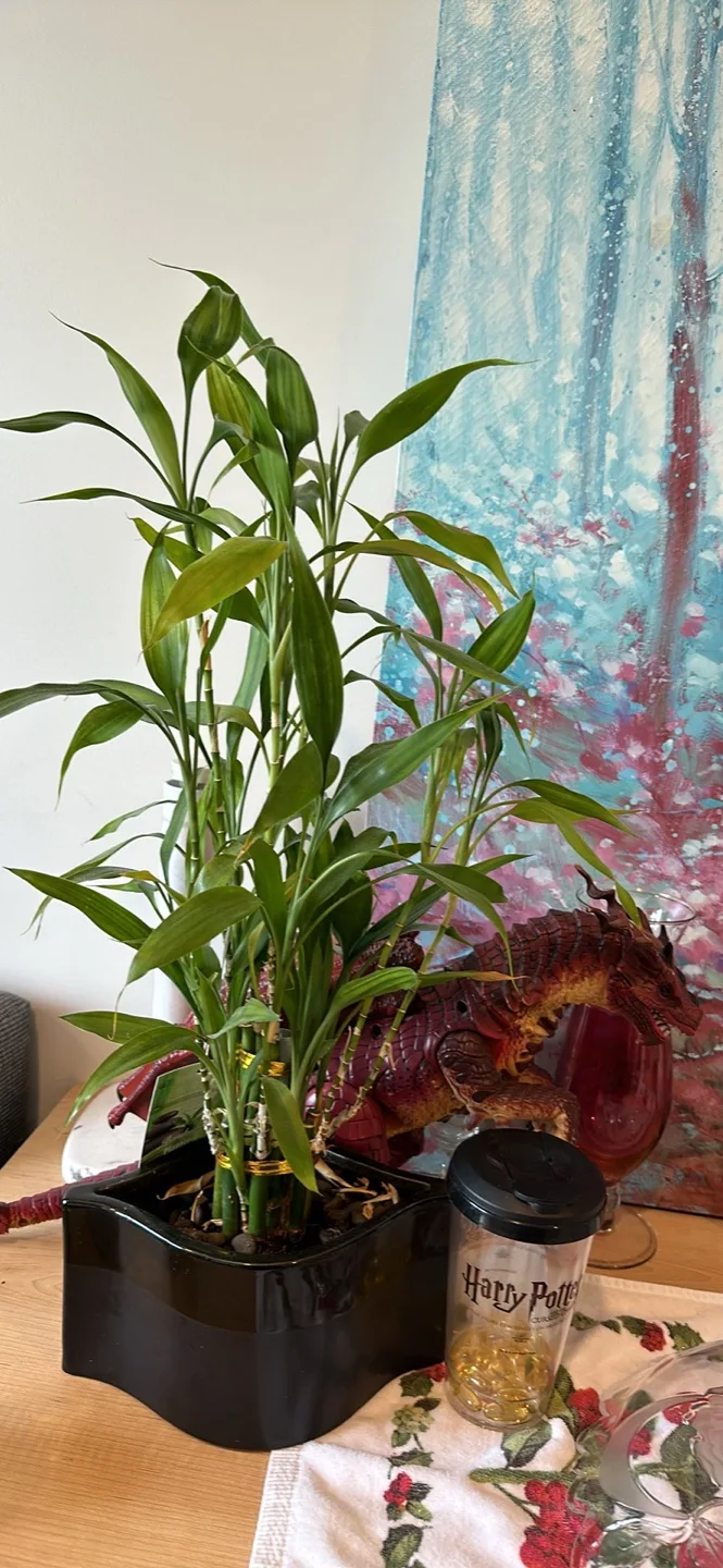 Lucky Bamboo Plant in Black Planter image indicator(6)