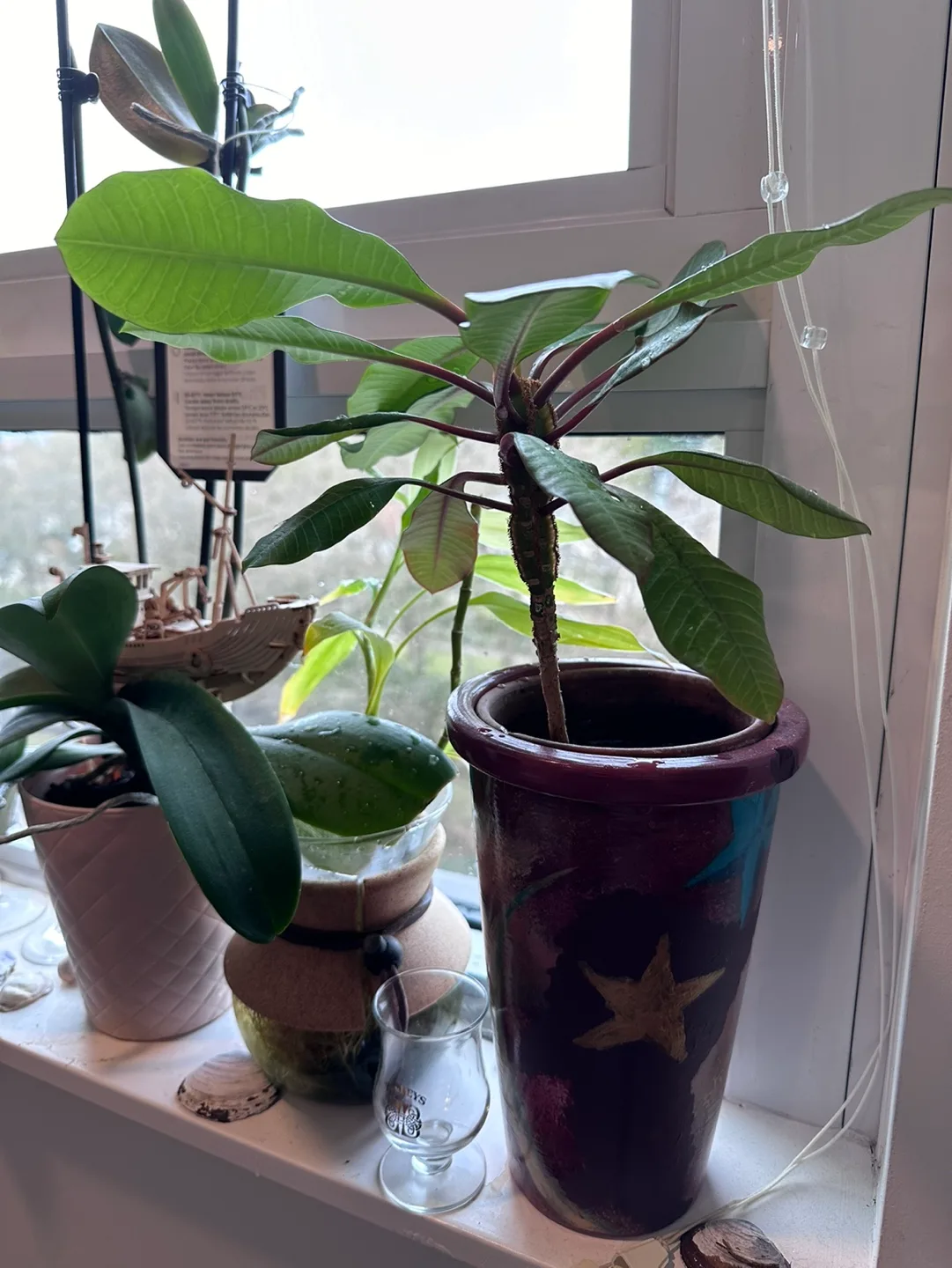 Madagascar Jewel Plant image indicator(2)