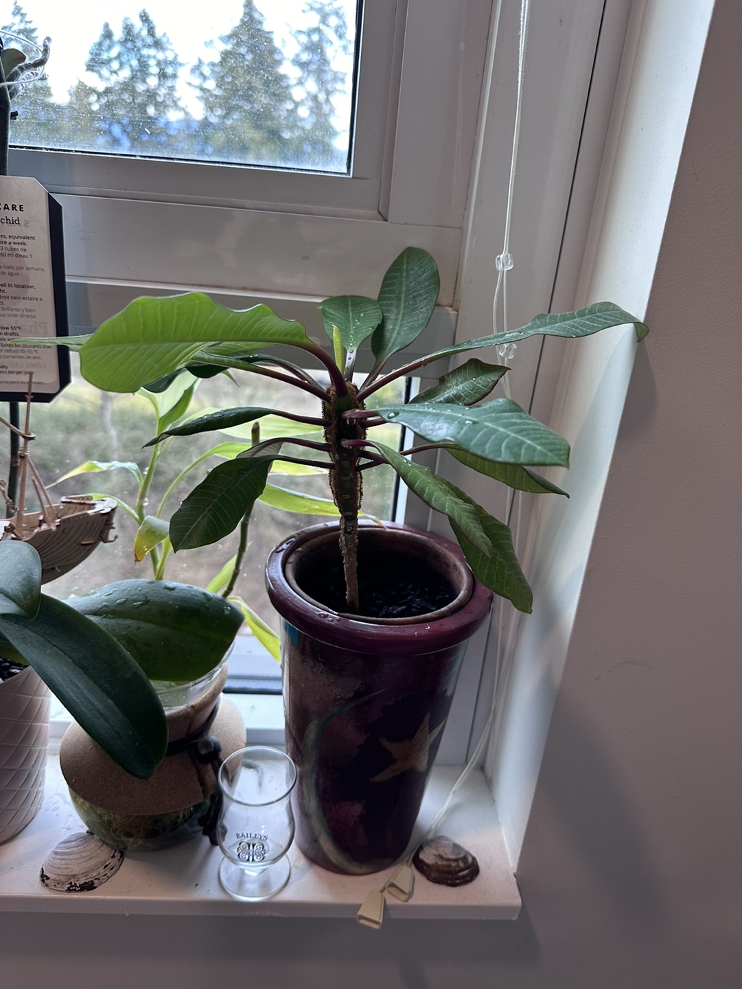 Madagascar Jewel Plant