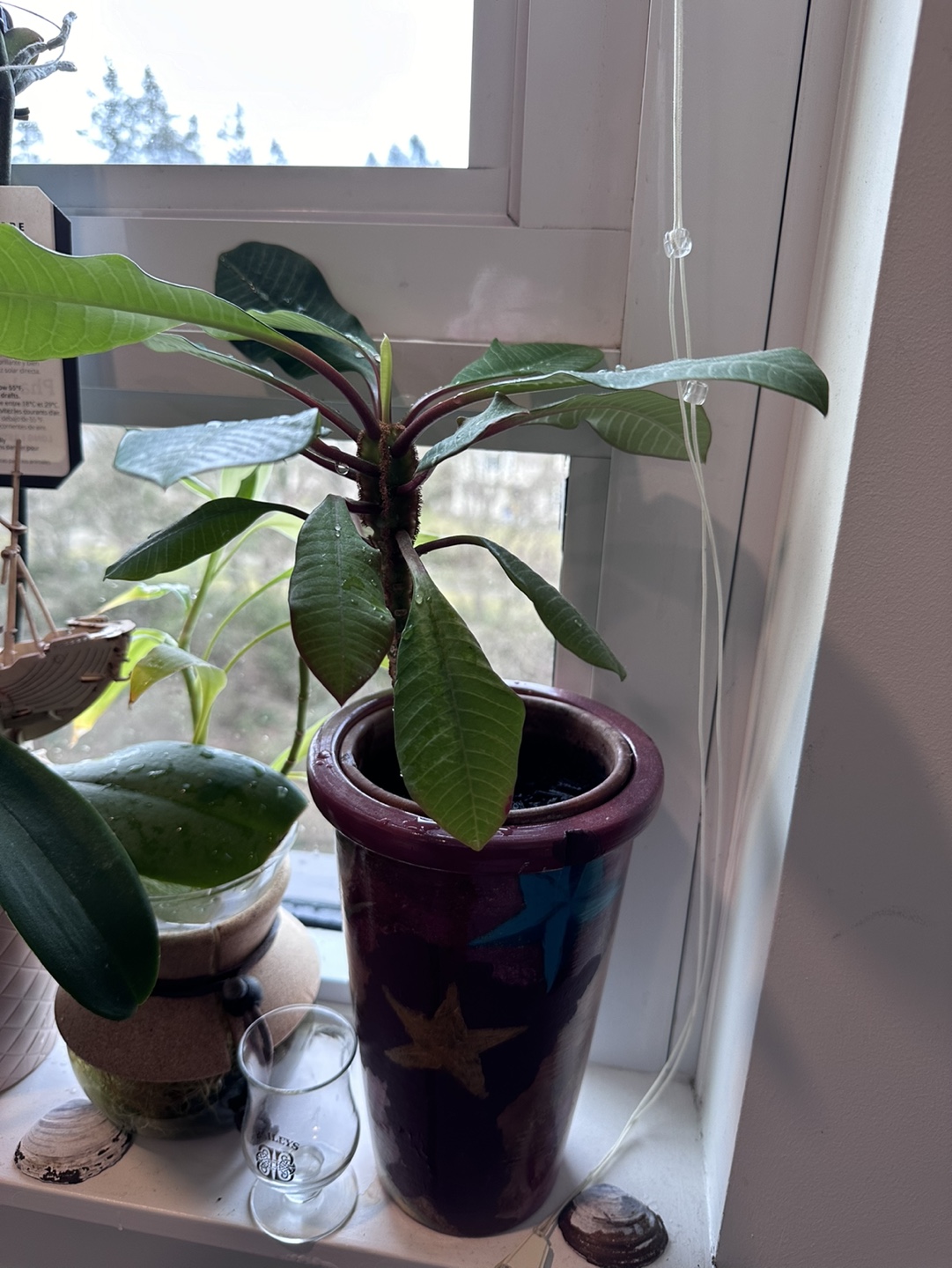 Madagascar Jewel Plant - photo 3