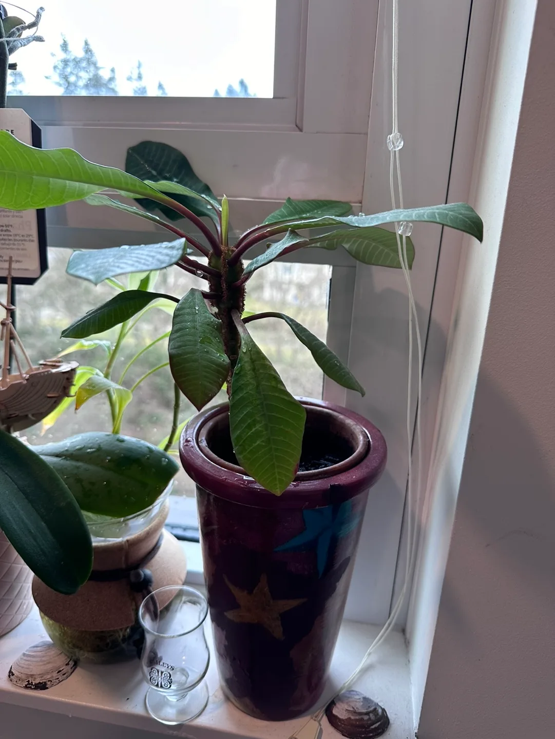 Madagascar Jewel Plant image indicator(3)