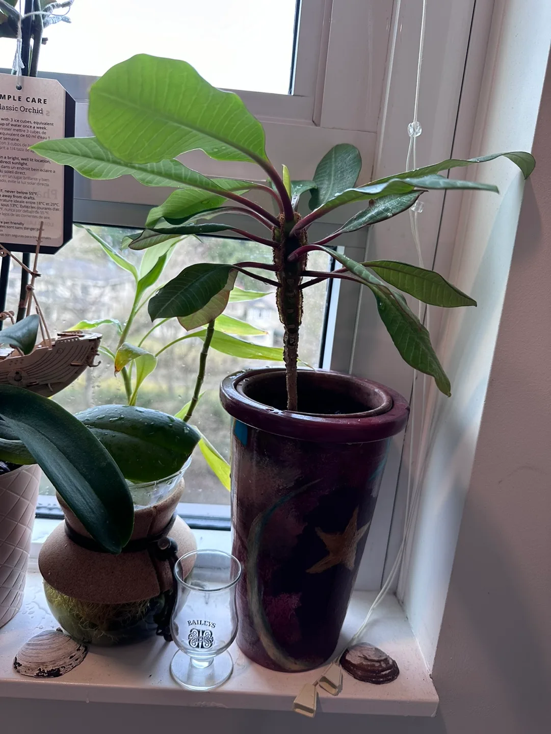 Madagascar Jewel Plant image indicator(5)