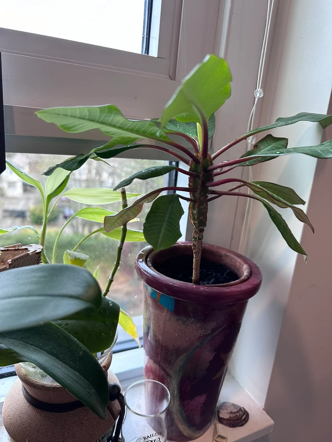 Madagascar Jewel Plant image indicator(4)