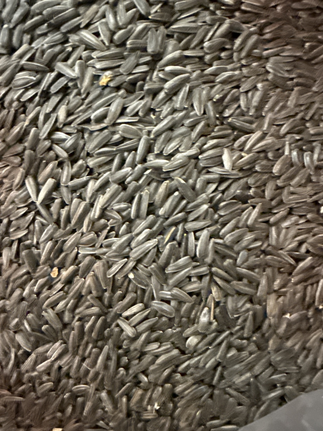 Black oil sunflower seeds