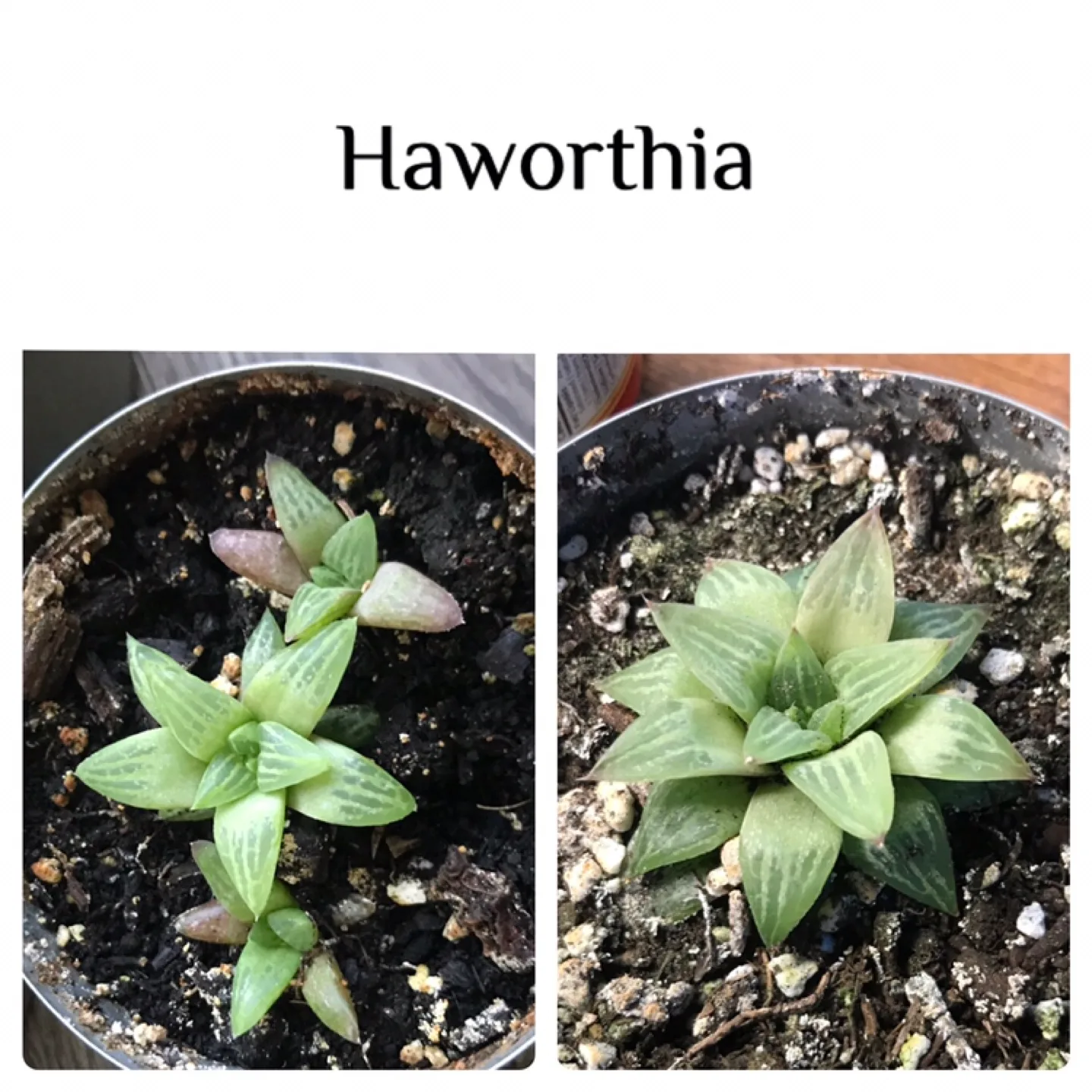 Various Succulents: Any 3 for $7, or 2 for $5 image indicator(5)