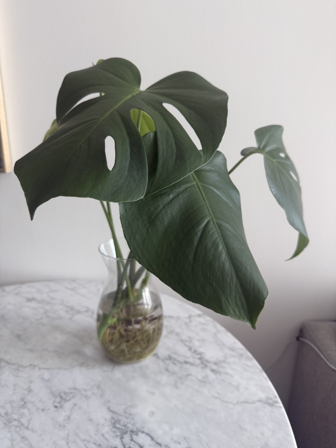 Monstera Deliciosa Cutting in Water
