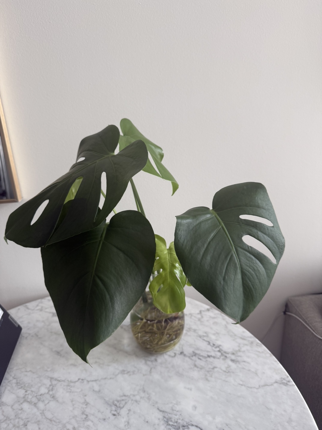 Monstera Deliciosa Cutting in Water - photo 3