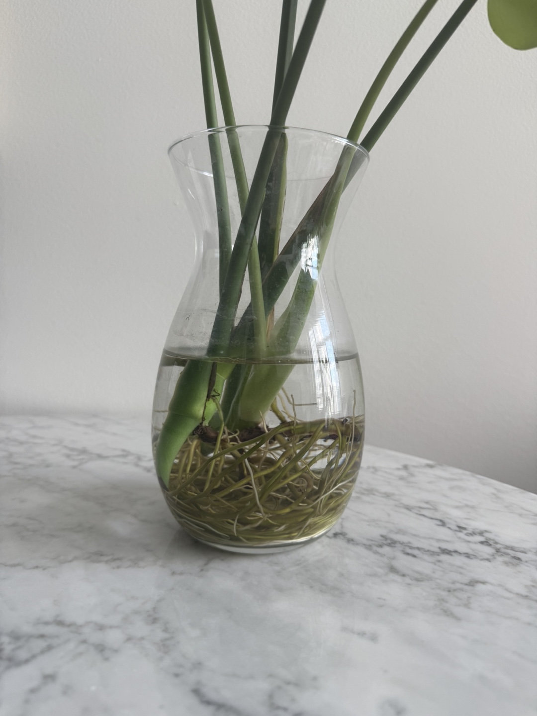 Monstera Deliciosa Cutting in Water - photo 2