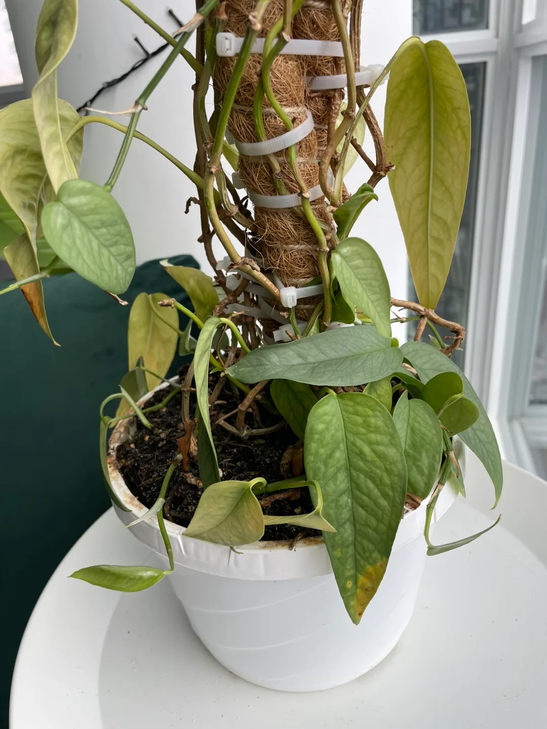 Cebu Blue Pothos in white pot with moss pole image indicator(4)