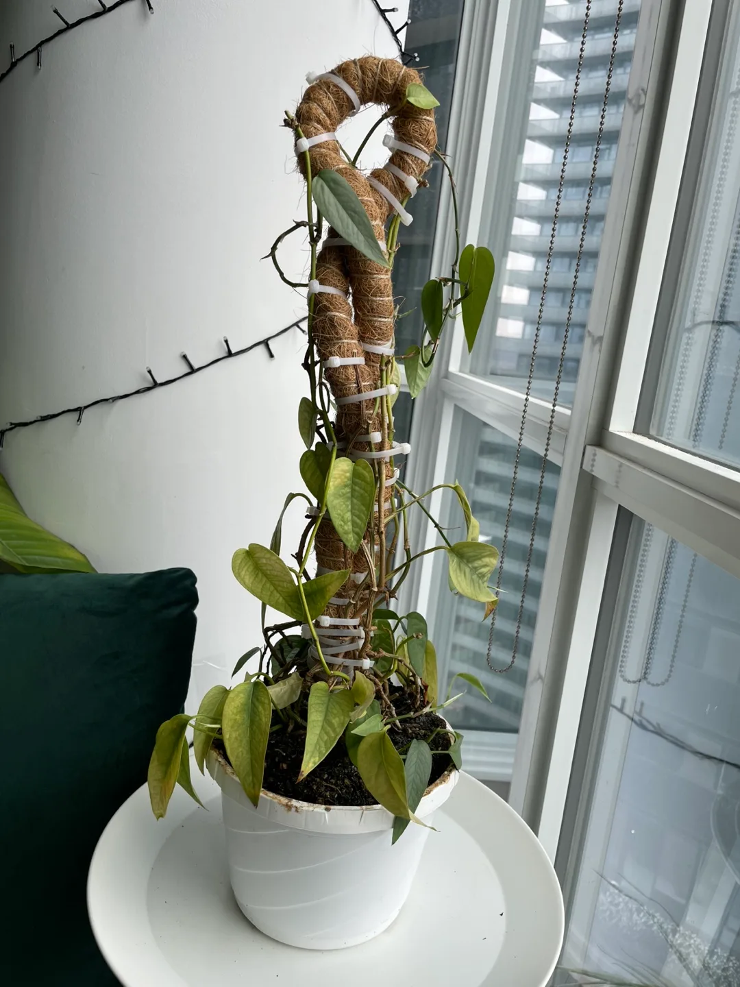 Cebu Blue Pothos in white pot with moss pole image indicator(3)