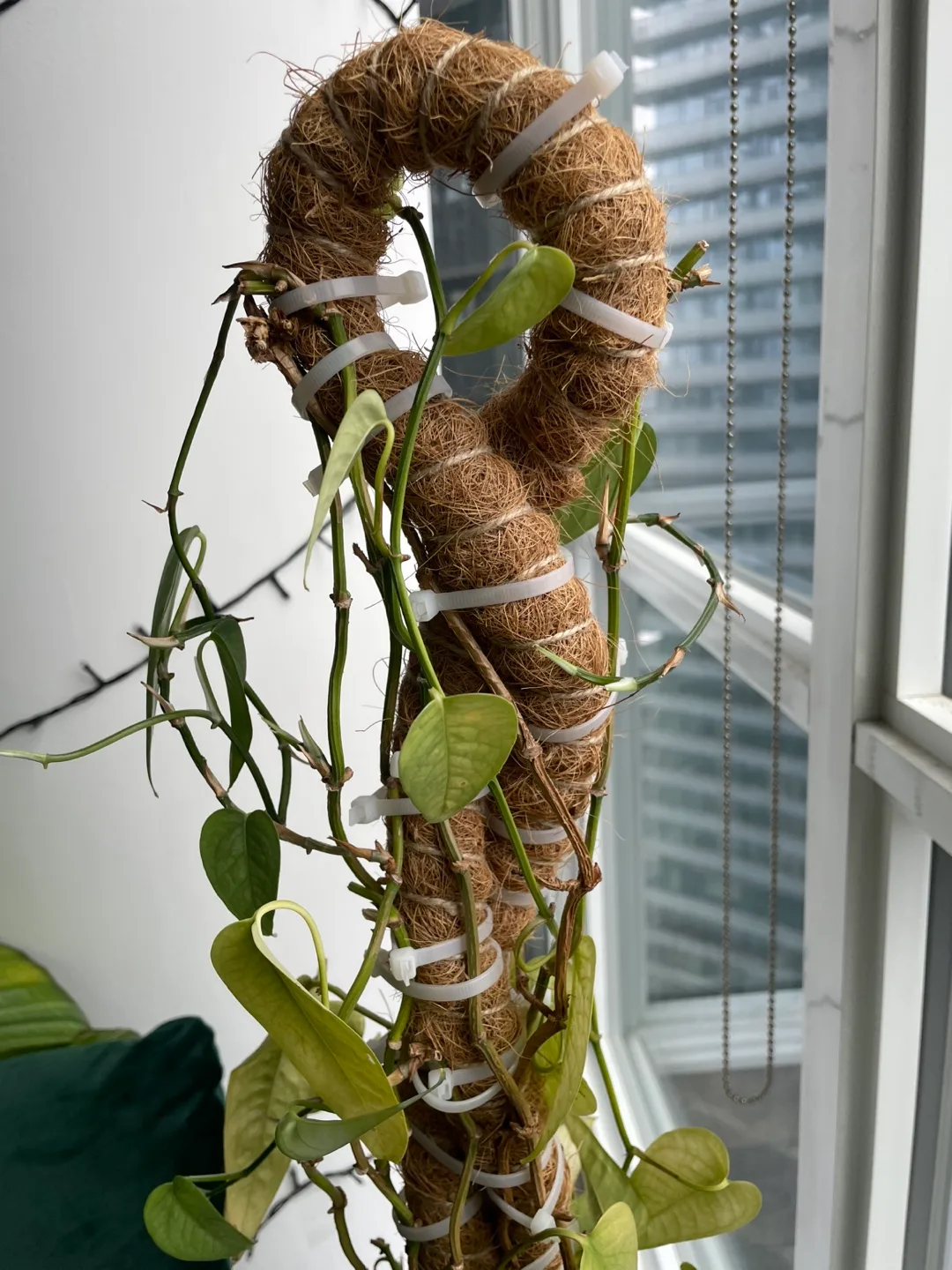 Cebu Blue Pothos in white pot with moss pole image indicator(5)