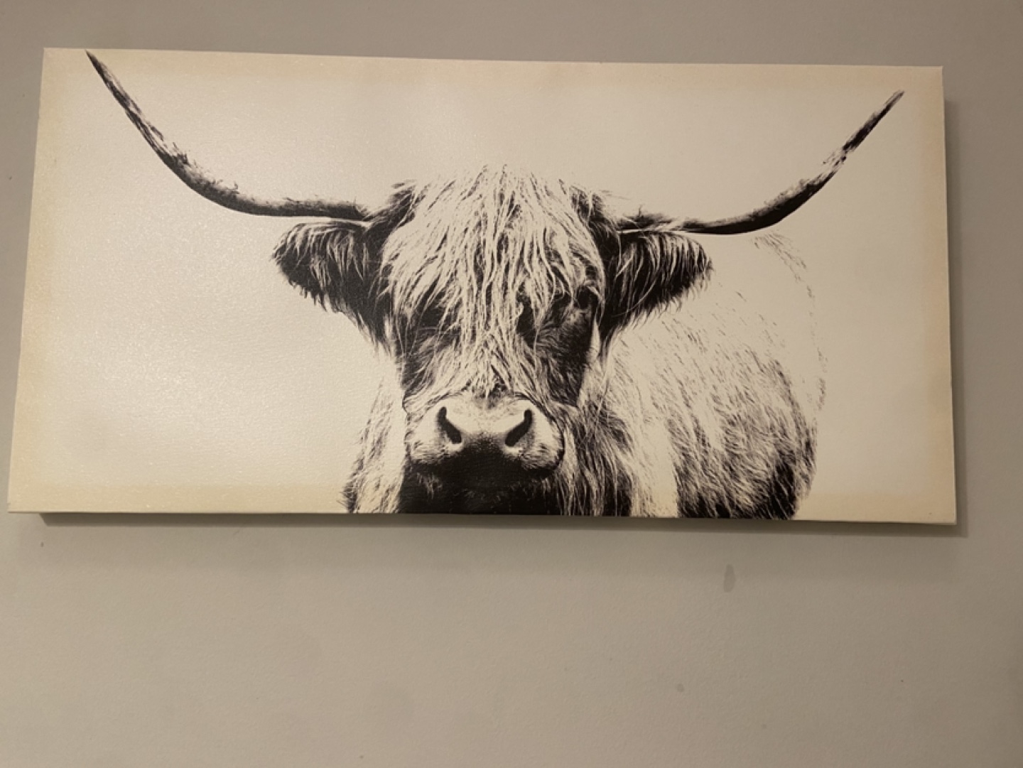 Highland Cow Canvas Wall Art
