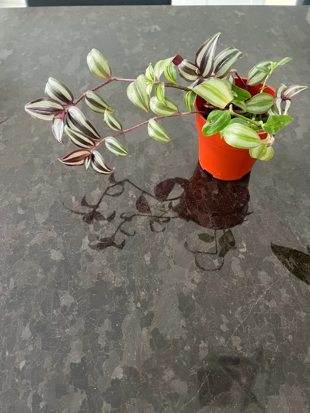 Tradescantia Zebrina - Inch Plant image indicator(3)