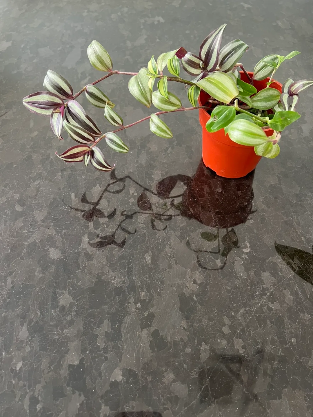 Tradescantia Zebrina - Inch Plant image indicator(2)