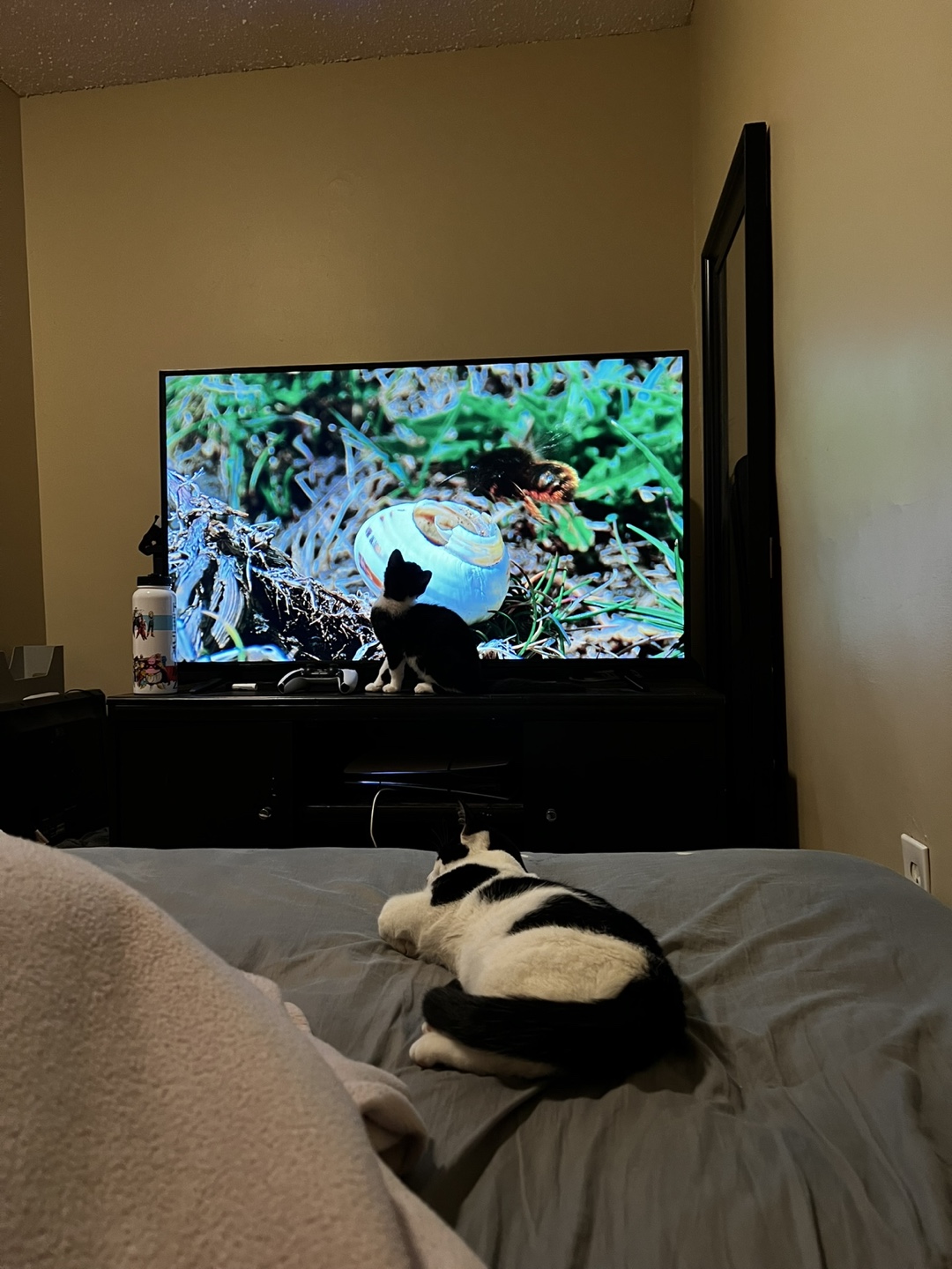 55 inch Proscan tv