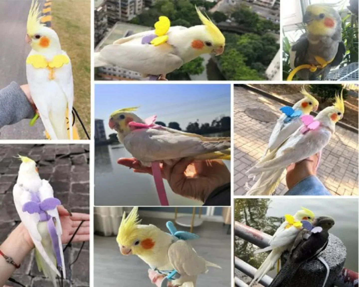 Grey Adjustable Parrot Bird Harness Leash Outdoor Flying Rope image indicator(3)