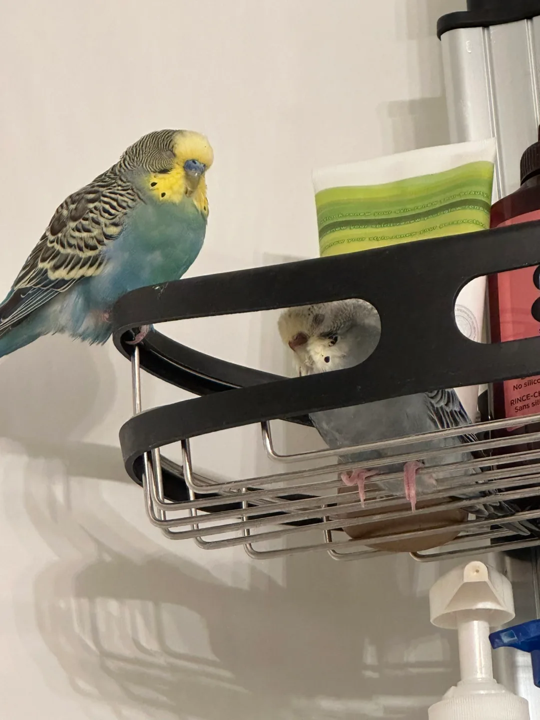 Grey Adjustable Parrot Bird Harness Leash Outdoor Flying Rope image indicator(4)