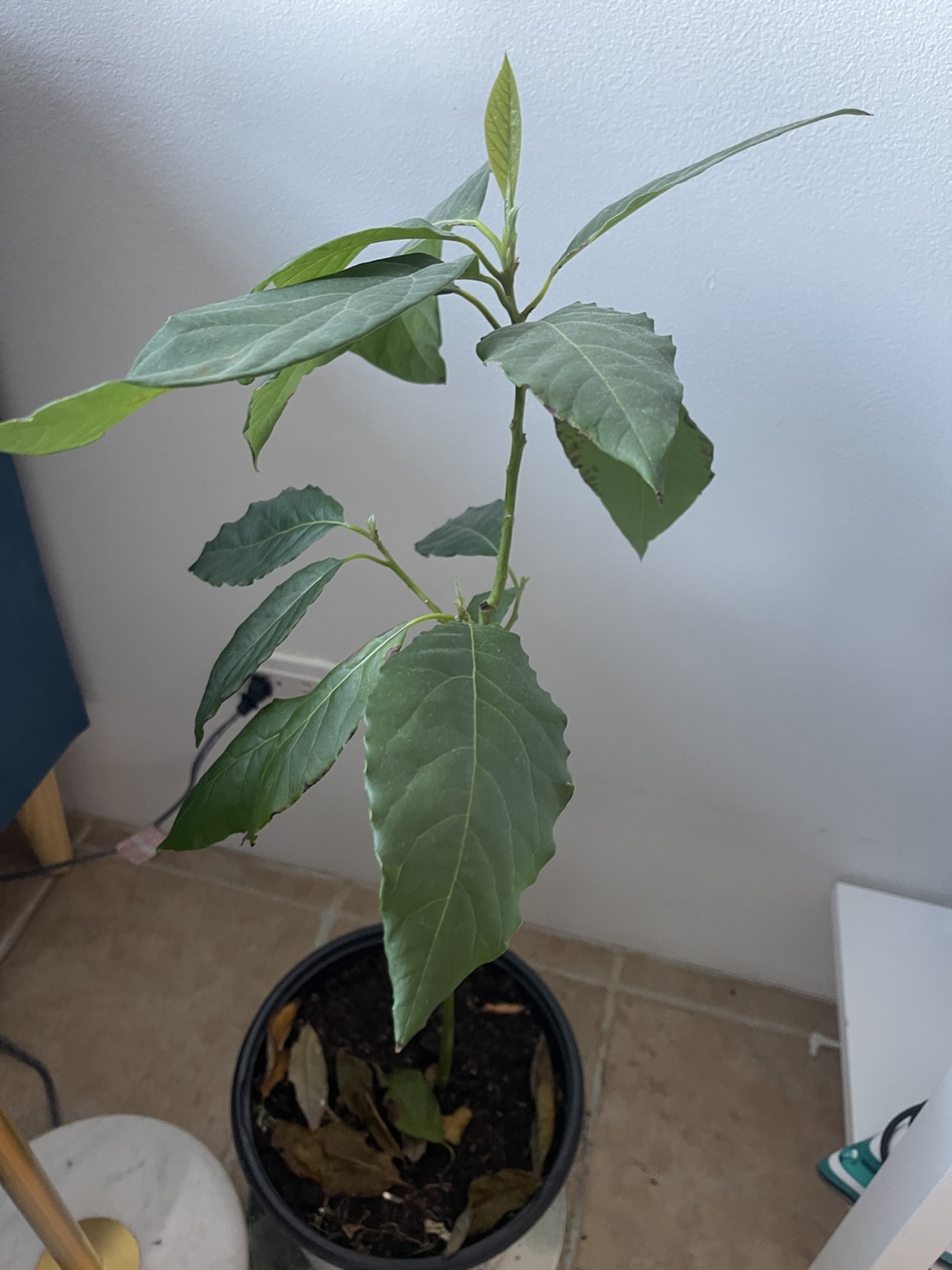 Avocado Plant in Pot