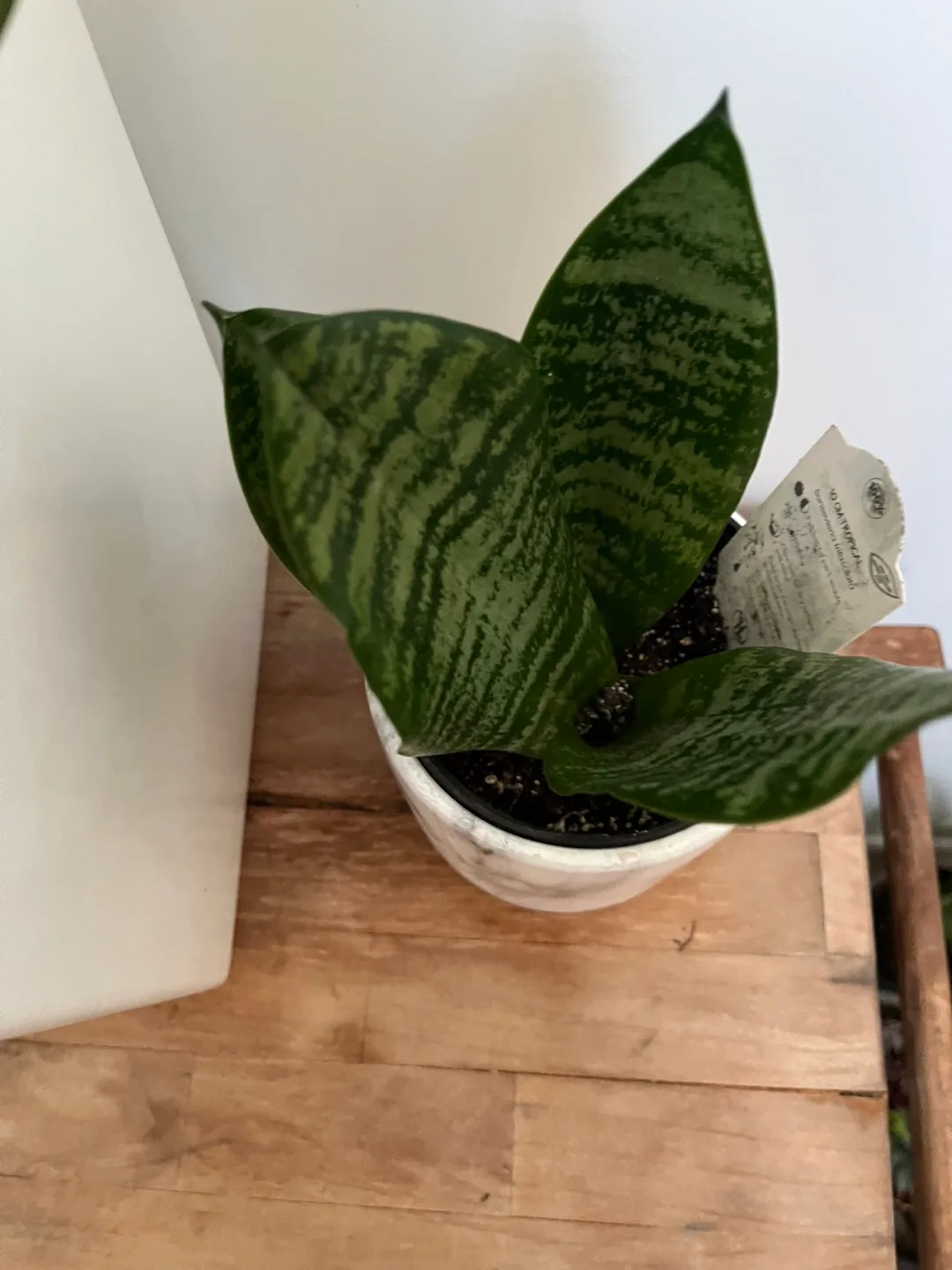 Snake Plant in Marble Pot image indicator(2)
