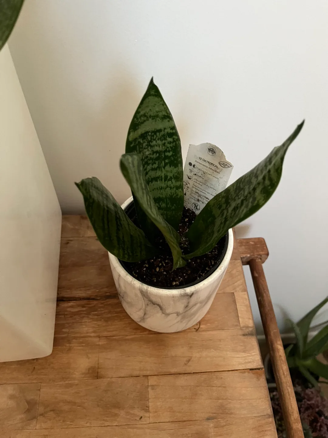 Snake Plant in Marble Pot image indicator(3)