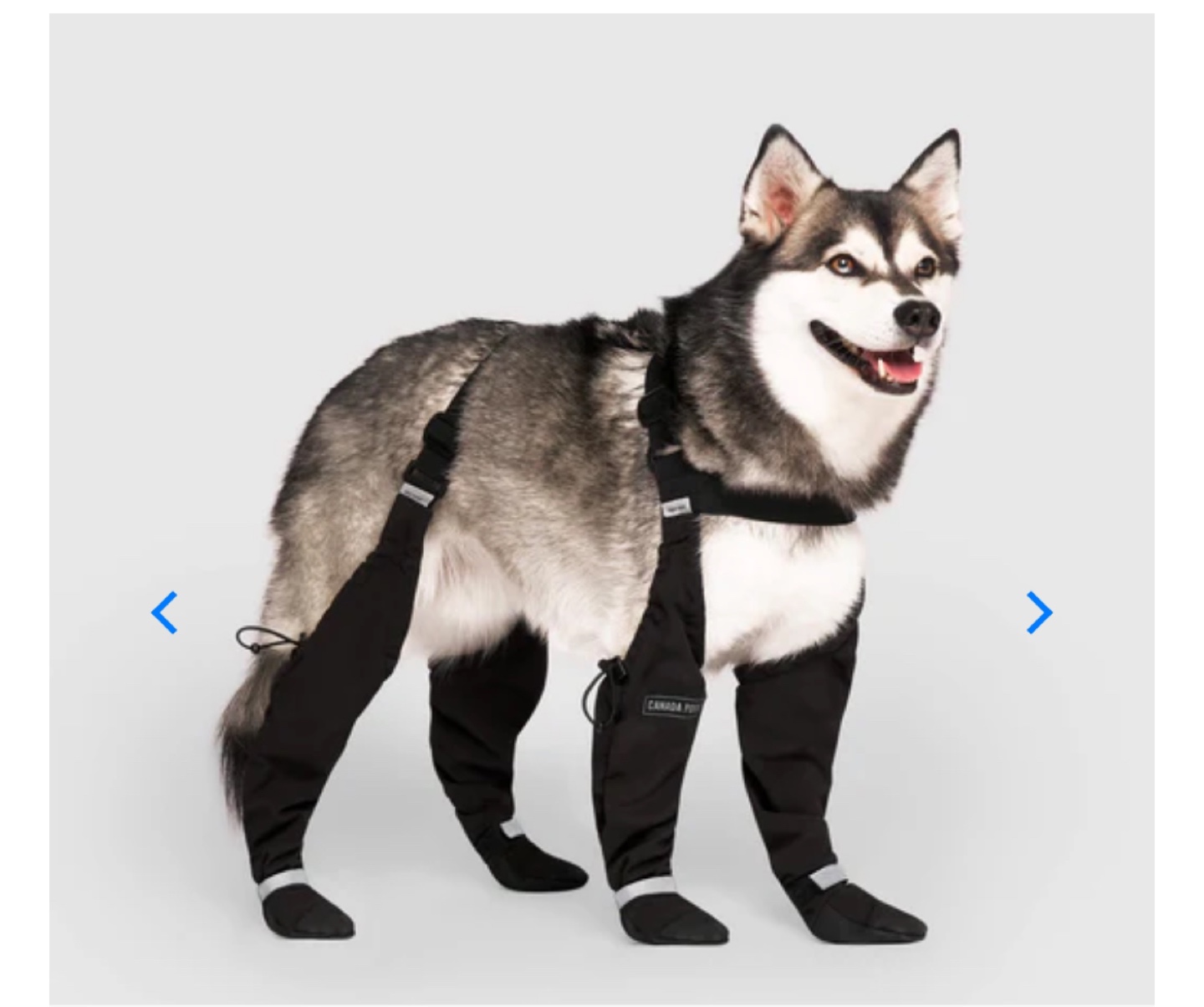 Canada Pooch Suspender Boots (size 3, black)