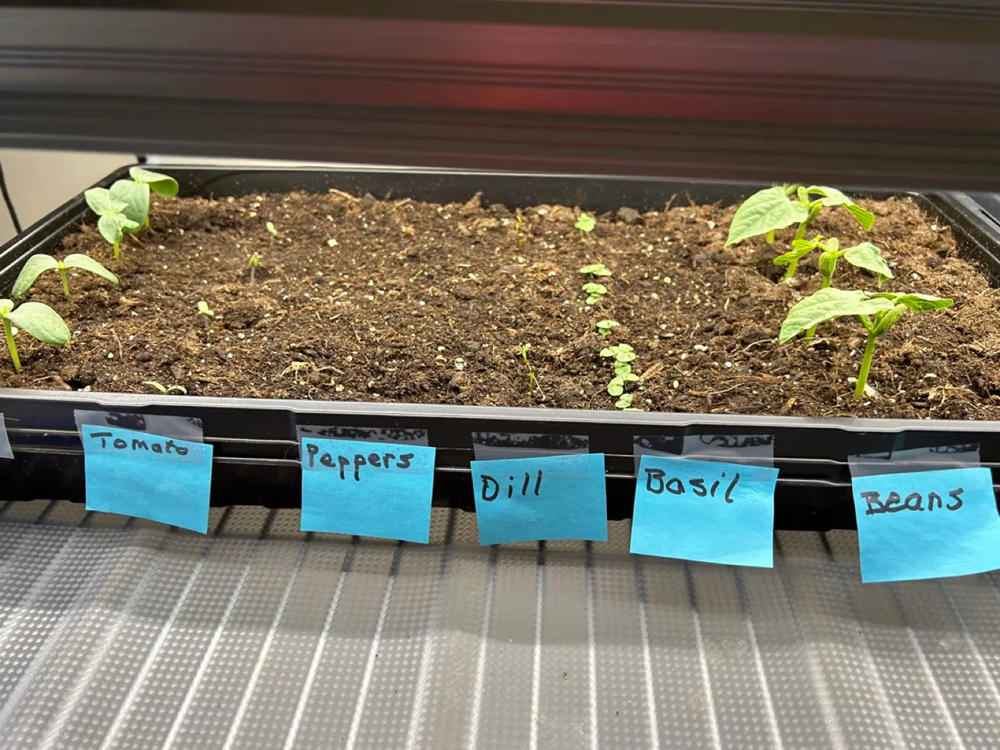 Indoor Grow Setup with LED Lights and Shelving image indicator(4)