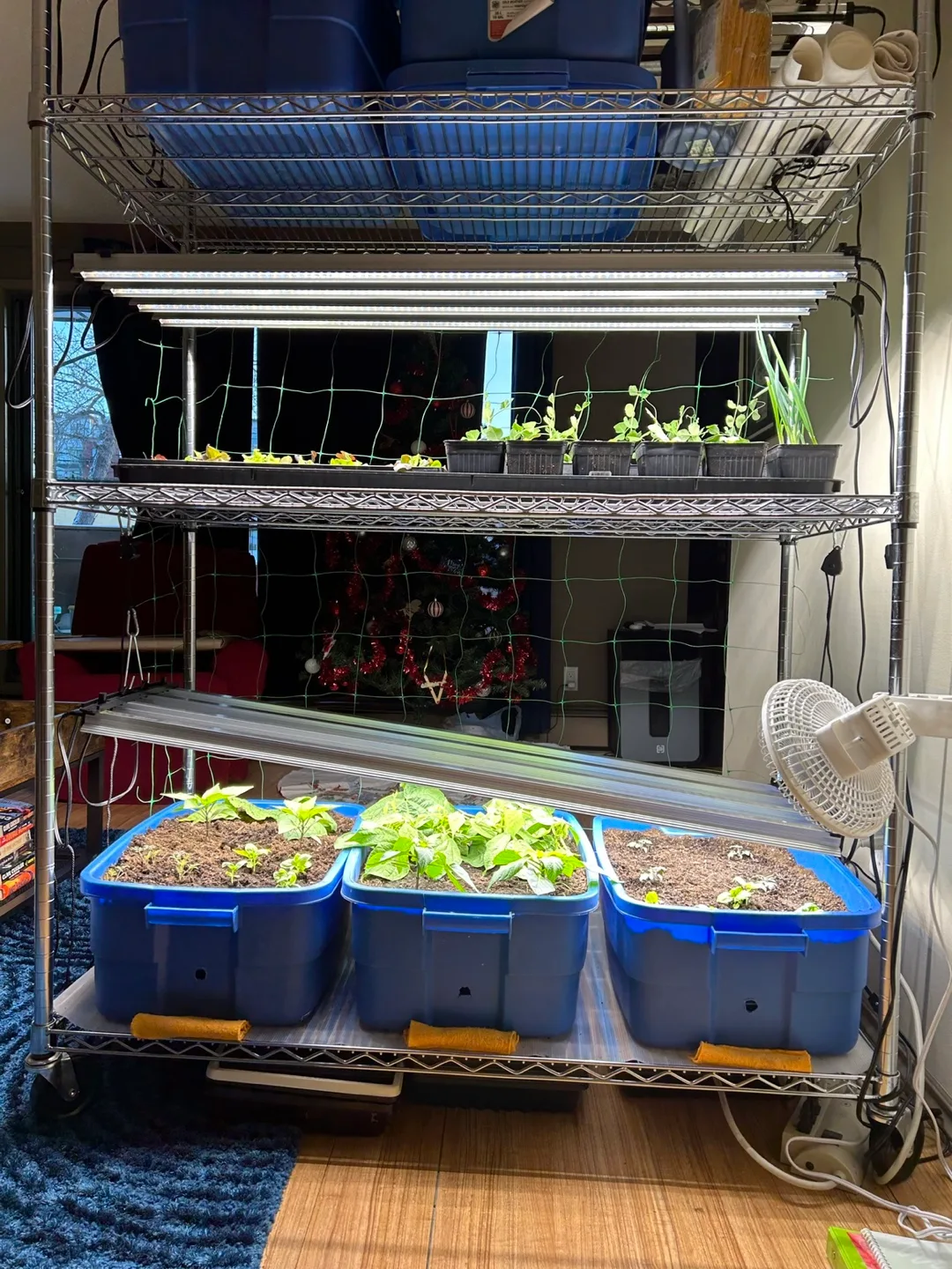 Indoor Grow Setup with LED Lights and Shelving image indicator(3)