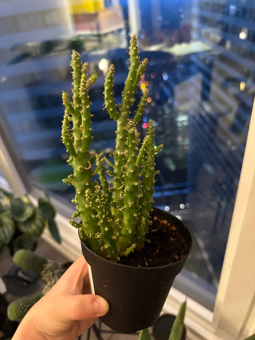 Healthy Cactus Plant in Pot image indicator(2)