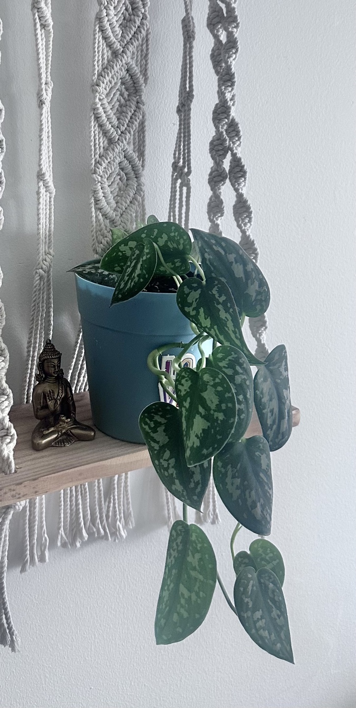 Silver Satin Plant
