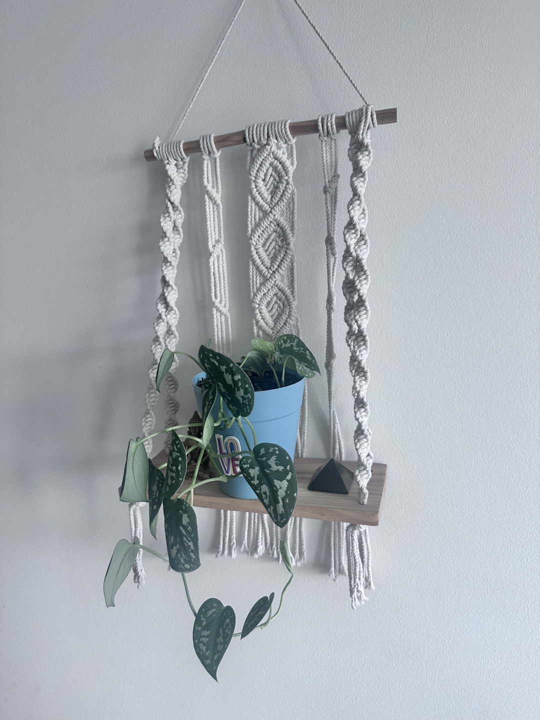 Silver Satin Plant - photo 2