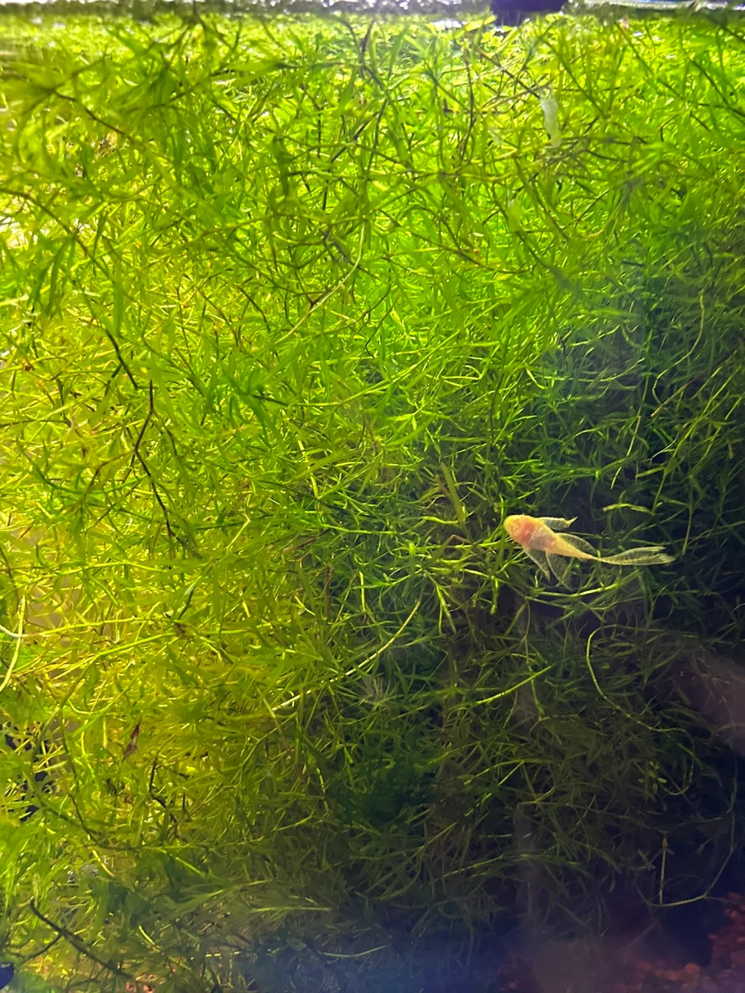 Guppies grass image indicator(2)